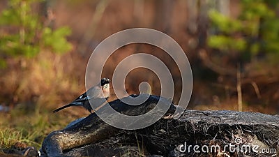 L'eurasiatico Jay becca il cadavere di un'alce La jay eurasiana, nome scientifico: Garrulus glandarius Habitat Naturale stagione stock footage L'eurasiatico Jay becca il cadavere di un'alce La jay eurasiana, nome scientifico: Garrulus glandarius Habitat Naturale stagione stock footage