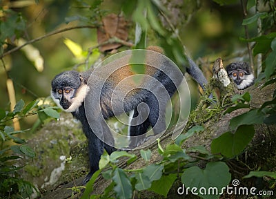 L`Hoest`s monkey, Allochrocebus lhoesti, two mountain monkeys in Bwindi Impenetrable Forest. Uganda. Stock Photo