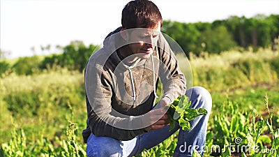 L'homme sélectionne l'oseille sur le champ s'est accroupi vers le bas et mange les feuilles fraîches clips vidéos L'homme sélectionne l'oseille sur le champ s'est accroupi vers le bas et mange les feuilles fraîches clips vidéos