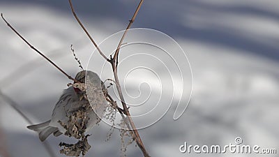 L'oiseau commun de /Acanthis flammea/de redpoll mange des graines d'une branche sèche d'ortie pendant l'hiver, plan rapproché banque de vidéos L'oiseau commun de /Acanthis flammea/de redpoll mange des graines d'une branche sèche d'ortie pendant l'hiver, plan rapproché banque de vidéos