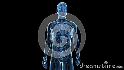 La anatomía masculina del cuerpo superior stock de ilustración La anatomía masculina del cuerpo superior stock de ilustración
