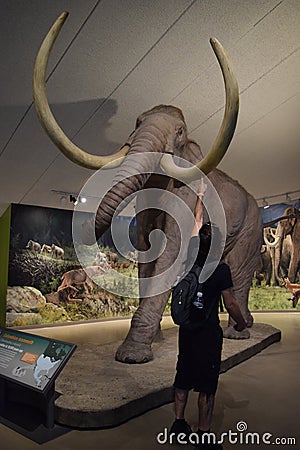 La Brea Tar Pits Museum Downtown Los Angeles near Hollywood Editorial Stock Photo