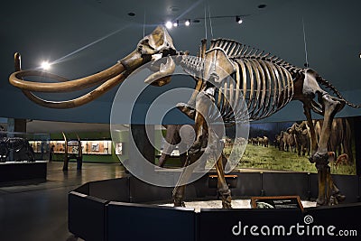 La Brea Tar Pits Museum Downtown Los Angeles near Hollywood Editorial Stock Photo