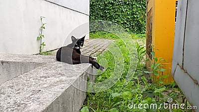 La Fin Vers Le Haut D Un Chat Noir Et Blanc Egare Se Trouve Dehors Un Jour Ensoleille Jeune Lavage De Chat Tigre Tous Assis Pres Clips Videos Video Du Mammifere Felin La Fin Vers Le Haut D Un Chat Noir Et Blanc Egare Se Trouve Dehors Un Jour Ensoleille Jeune Lavage De Chat Tigre Tous Assis Pres Clips Videos Video Du Mammifere Felin