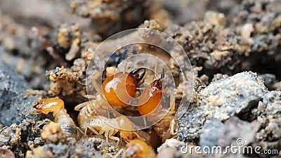 La fine sulle macro termiti della natura o le formiche bianche distrutte prepara il suolo e la rottura di difesa per il nido in f stock footage La fine sulle macro termiti della natura o le formiche bianche distrutte prepara il suolo e la rottura di difesa per il nido in f stock footage