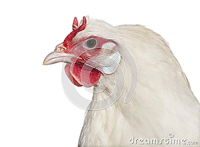 La Fleche chicken against white background Stock Photo