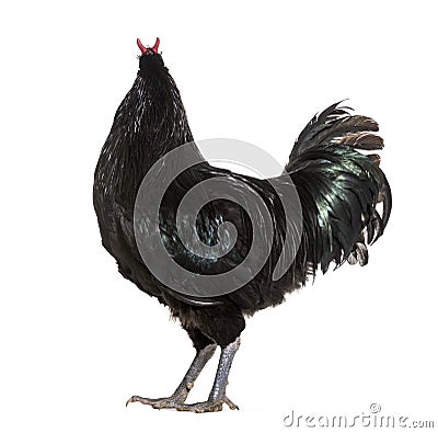 La Fleche chicken standing against white background Stock Photo