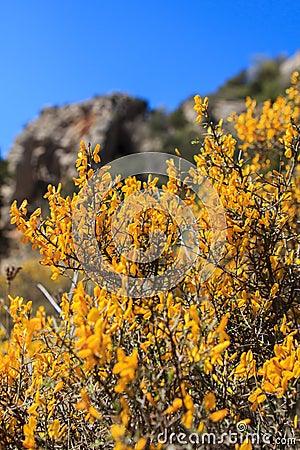 La Genista scorpius amarilla que crece en la Sierra del Montsant Stock Photo