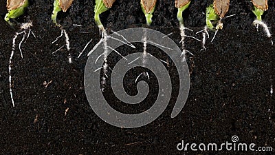 La graine de citrouille de germination enracine le vew souterrain avec des racines La graine de citrouille de germination enracine le vew souterrain avec des racines