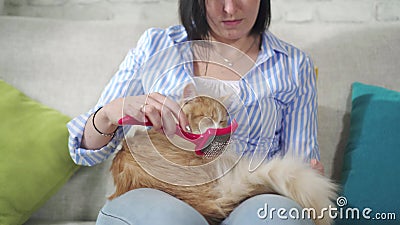 Le Veterinaire Prend Le Sang Du Chat Banque De Videos Video Du Sang Seringue