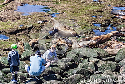 California Sea Lions Zalophus Californianus in La Jolla Editorial Stock Photo