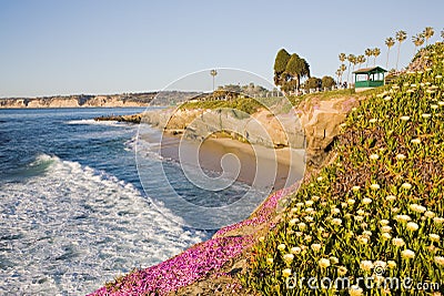 La Jolla Cliffs with Yellow Flowers Stock Photo