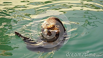 La loutre de mer sauvage mange la faune d'animal de baie de Reserrection de poisson frais banque de vidéos La loutre de mer sauvage mange la faune d'animal de baie de Reserrection de poisson frais banque de vidéos