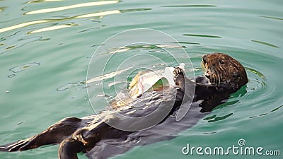 La loutre de mer sauvage mange la faune d'animal de baie de résurrection de poisson frais clips vidéos La loutre de mer sauvage mange la faune d'animal de baie de résurrection de poisson frais clips vidéos