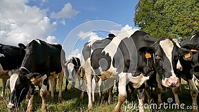 Holstein Leche Madre Vaca Limpiando Su Ternera Recién Nacida Que Está Echada  En Una Cama De Paja, Lamiéndola Con La Lengua Almacen De Video - Vídeo de  becerro, agricultura: 169127841