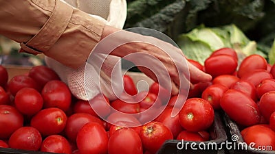 La mano delle donne prende un pomodoro fresco dalla mensola del cibo Prodotti biologici Ortaggi e legumi Alimenti sani Acquista archivi video La mano delle donne prende un pomodoro fresco dalla mensola del cibo Prodotti biologici Ortaggi e legumi Alimenti sani Acquista archivi video
