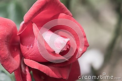 La Marseillaise Rose or Red Rose in Garden Stock Photo