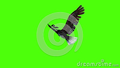 La Pantalla Verde De La Mosca De Los águilas Norteamericanas Metrajes -  Vídeo de fondo, indicador: 172009994