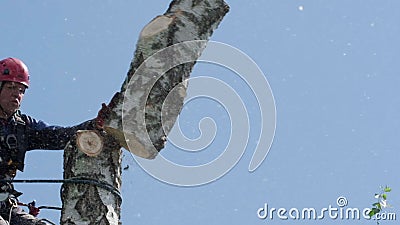 La Russie en septembre 2020. Le grimpeur industriel supprime l'arbre. Fond de ciel bleu. Nature de couleur clips vidéos La Russie en septembre 2020. Le grimpeur industriel supprime l'arbre. Fond de ciel bleu. Nature de couleur clips vidéos