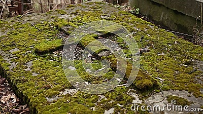 La tumba vieja cubrió el musgo verde La tumba vieja cubrió el musgo verde