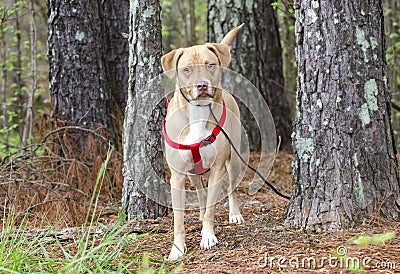 Lab American Bulldog mixed breed dog with red harness, pet adoption photography Stock Photo