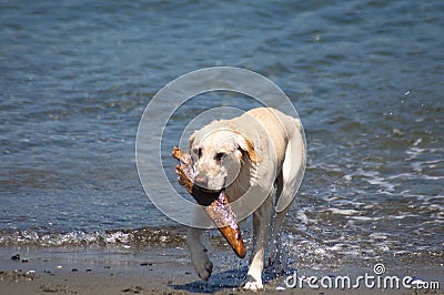 Lab Playing Fetch Stock Photo