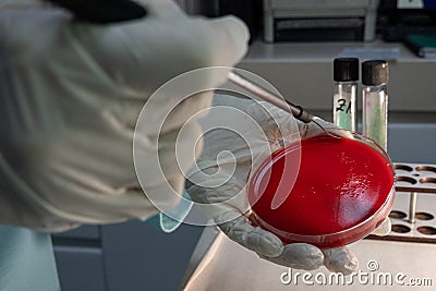 Lab techinician holding a Petri dish. Stock Photo