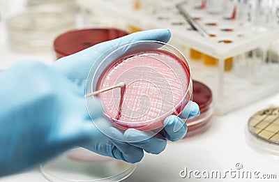 Lab technician hand planting a petri dish Stock Photo