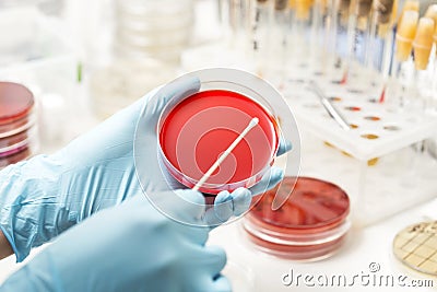 Lab technician hand planting a petri dish Stock Photo