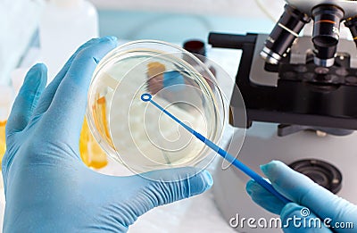 Lab technician hand planting a petri dish Stock Photo