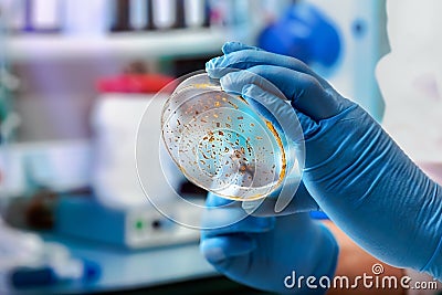 Lab technician holding a petri dish Stock Photo