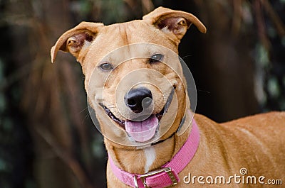 Lab Vizsla Mix Breed, Pink Collar, Adoption Portrait Stock Photo