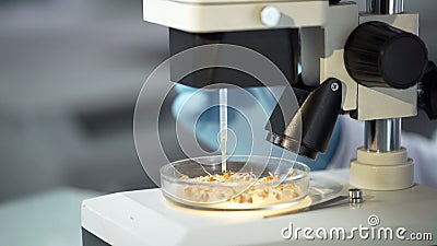 Lab worker observing in microscope effect of growth hormone on germinated crops Stock Photo