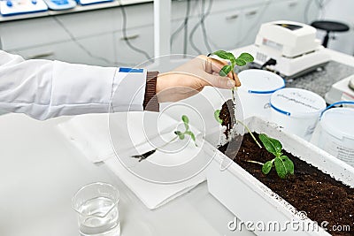 lab worker's hand holding a green plant Stock Photo