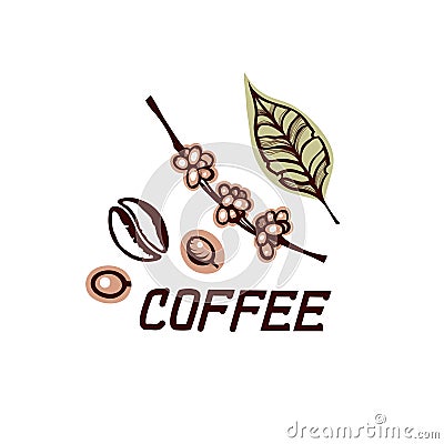Label with grains and coffee berries. Leaf and branch bush coffee. Lettering. Hand drawn. Vector Illustration