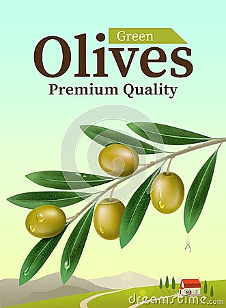 Label of green olives. Realistic Olive branch. Design elements for packaging. Vector illustration Vector Illustration