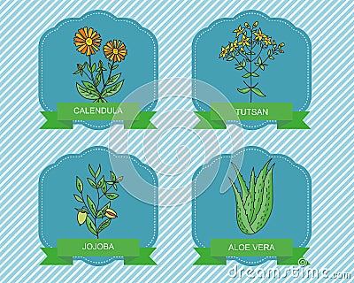 Label templates with plants - calendula, jojoba , aloe vera, tutsan. Vector Illustration