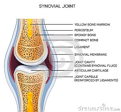 Labeled joint anatomy Vector Illustration