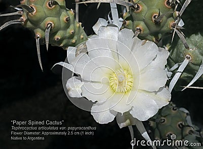 Labeled Macro of a Single White Paper Spine Cholla Cactus Flower Stock Photo