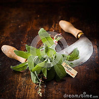 Labeled Sage with a chopping knife Stock Photo