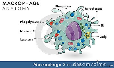 Labelled diagram of human macrophage derived from monocyte of immune cells vector illustration Cartoon Illustration