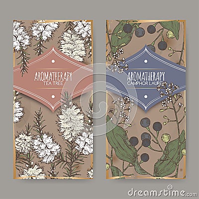 2 labels with tea tree and camphorwood branch color sketch on vintage background. Vector Illustration