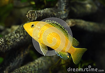 Labidochromis caeruleus Stock Photo