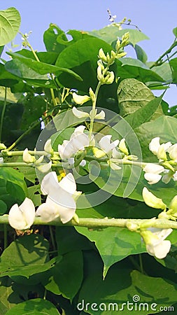 Lablab purpureus sem beans flowers stock photo Stock Photo