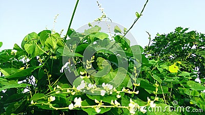 Lablab purpureus sem beans flowers snap Stock Photo