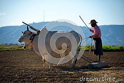 Labor day in peanut fields of Myanma Editorial Stock Photo