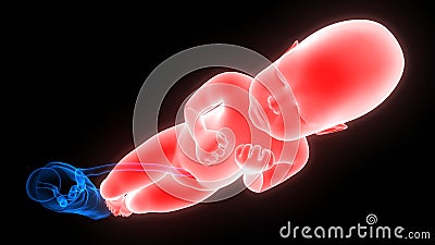 Labor and Vaginal birth Anatomy Stock Photo