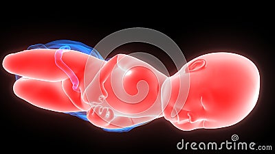 Labor and Vaginal birth Anatomy Stock Photo