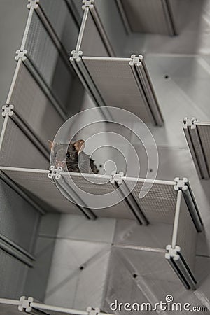 Laboratory black mouse is navigating in a plastic labyrinth in lab experiments to study spatial learning and memory, details, Stock Photo