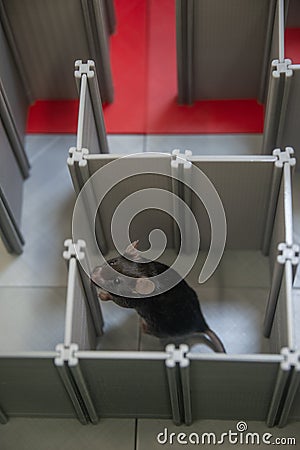Laboratory black mouse is navigating in a plastic labyrinth in lab experiments to study spatial learning and memory, details, Stock Photo